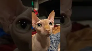 RV life with hairless Sphynx cats