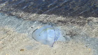 Ядовитые и опасные медузы в Черном море.Жуткое зрелище.