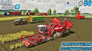 Potato Harvest Season Concludes, More Land Purchased | Carpathian Farm | Farming simulator 22 | #50