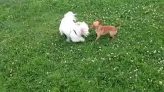 Poodle and chihuahua having fun