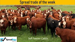 Feeder Cattle Calendar Spread September 11, 2023