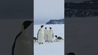 Most Funny Penguin Videos || Penguins in Antartica || Tik Tok Video || #shorts #penguins #tiktok