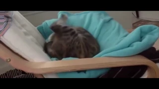 Постарайся не рассмеяться   Самые Смешные Коты 2017 Funny Cat Fails Compilation ТОПовая подборка