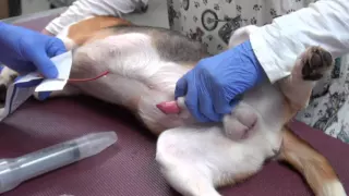 Urinary catheterization of a male dog