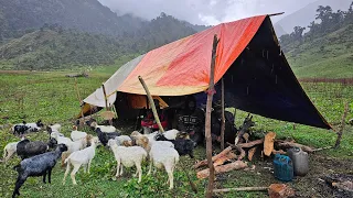 Most Peaceful & Relaxation Sheep Shepherd Life In Mountain With Rain🌧 || Himalayan Life