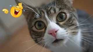 Funniest Animals 2024 😍 New Funny Cats and Dogs Videos 😹🐶