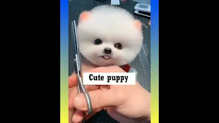 Tik Tok Chó Phõc Sóc Mini 😍💖 Funny and  Pomeranian #dog