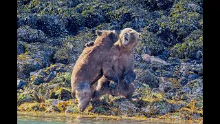 Epic Bear Fight - EXTENDED EDITION - more footage added to beginning and end of the fight.