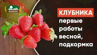 Клубника - первые работы весной, подкормка и удобрение весной