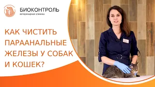 🐶 Как почистить параанальные железы у собак и кошек? Чистка параанальных желез у собак и кошек. 18+