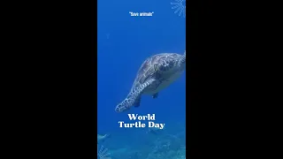 Happy World Turtle Day!