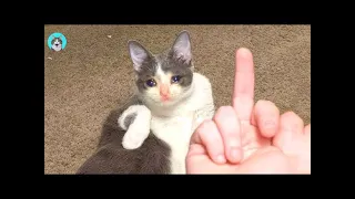 Angry Cats- Super-Pets Reaction Video #1 | PUSO