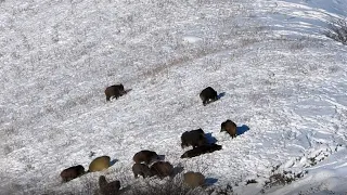 CROWD HERD OF WİLD BOAR HUNTİNG| CHASSE AU SANGLİER| DOMUZ AVI 2021, KALABALIK SÜRÜ