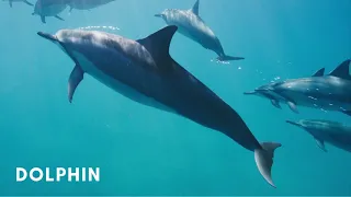 Learn Aquatic Mammals' Names and Sounds | Names of Sea and River Mammals for Kids Children