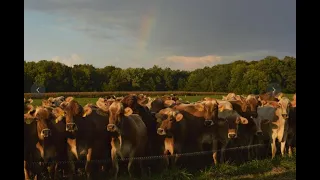 Intro to Adaptive Grazing - Part 3: Implementing Successfully w/ Dr. Allen Williams
