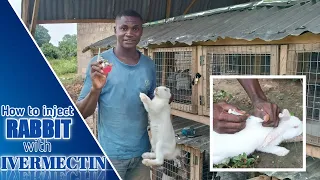 How to USE and TREAT Rabbit with ivermectin injection || Rabbit farming in Nigeria