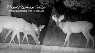 Browning Recon Force Advantage Trail Camera Video May 21-23, 2022