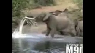 слона за хобот схватил крокодил