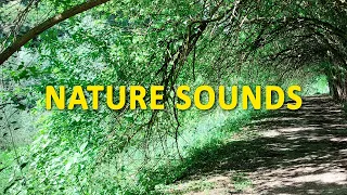 SOUNDS OF NATURE | 1 HOUR | 2024