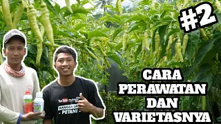 PART 2 TIPS AGAR CABE BERBUAH BANYAK DAN LEBAT | CARA MENANAM CABE