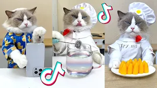 That Little Puff | Cats Make Food 😻 | Kitty God & Others | TikTok 2024 #61