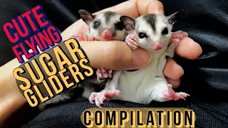 Cute Sugar Gliders Flying Eating and Playing | Compilation