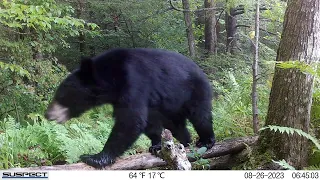 Late Summer/Early Fall on Trail Cam