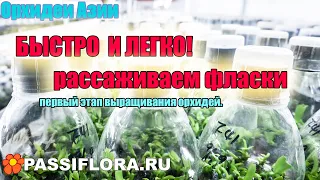 Как получить редкую орхидею за 50 рублей!