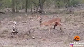 Wild Dogs v Impala   Impala Fights Back as Guts Fall Out