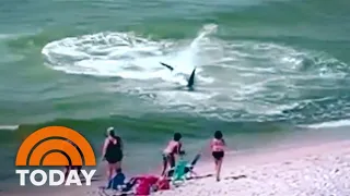 Watch: Massive Hammerhead Shark Thrashes Just Feet From The Shore