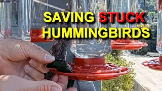 Saving Hummingbirds Lives - Must Watch if You Feed Hummingbirds