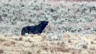 Black wolf howling in Yellowstone