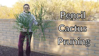 PENCIL CACTUS PRUNING:PRUNING MY LARGE EUPHORBIA TIRUCALLI/JoyUsgarden