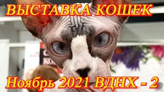 Москва. Ноябрь 2021. ВДНХ. Выставка кошек. Часть 2. Сфинксы, британские, корниш-рекс,  девон-рекс...