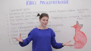 Класс млекопитающие  Общая характеристика