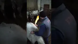 Proof that cows release methane gas into the atmosphere