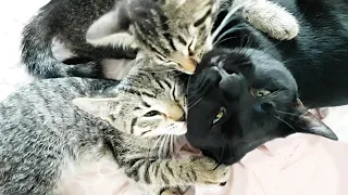 Cute KITTENS cuddling with DAD CAT & snuggling and grooming