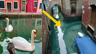 Venice Canals are Clear Enough to See Dolphins and Fish!