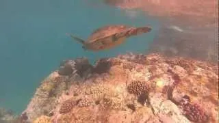 Go Pro First Underwater (short)