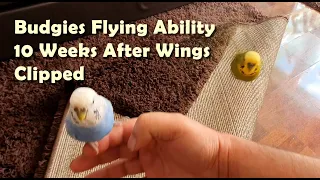 Budgies Flying Ability 10 Weeks After wings Clipped, Flight Feathers Cut Grow Back