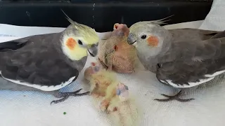 Parent Cockatiels feeding their babies with oldest one being 10 days old.