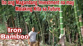 Iron Bamboo Farming in the Philippines
