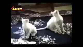 Funny cats XD