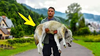 He carried the wolf to the vet for several hours. Later something amazing happened!