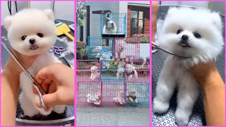 Funny and Cute Pomeranian Videos, Videos de TikTok Part 91
