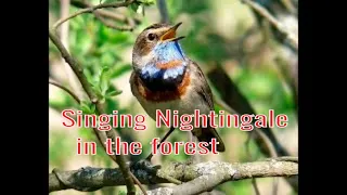 Пение Соловья в лесу   Singing Nightingale in the forest