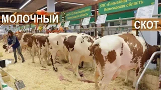 Молочный скот разных пород. Выставка Золотая Осень-2017