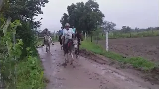 passeio de cavalos