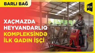 Xaçmazda heyvandarlıq kompleksində ilk qadın işçi | Barlı bağ