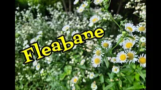 Fleabane: Identification and Fun Facts